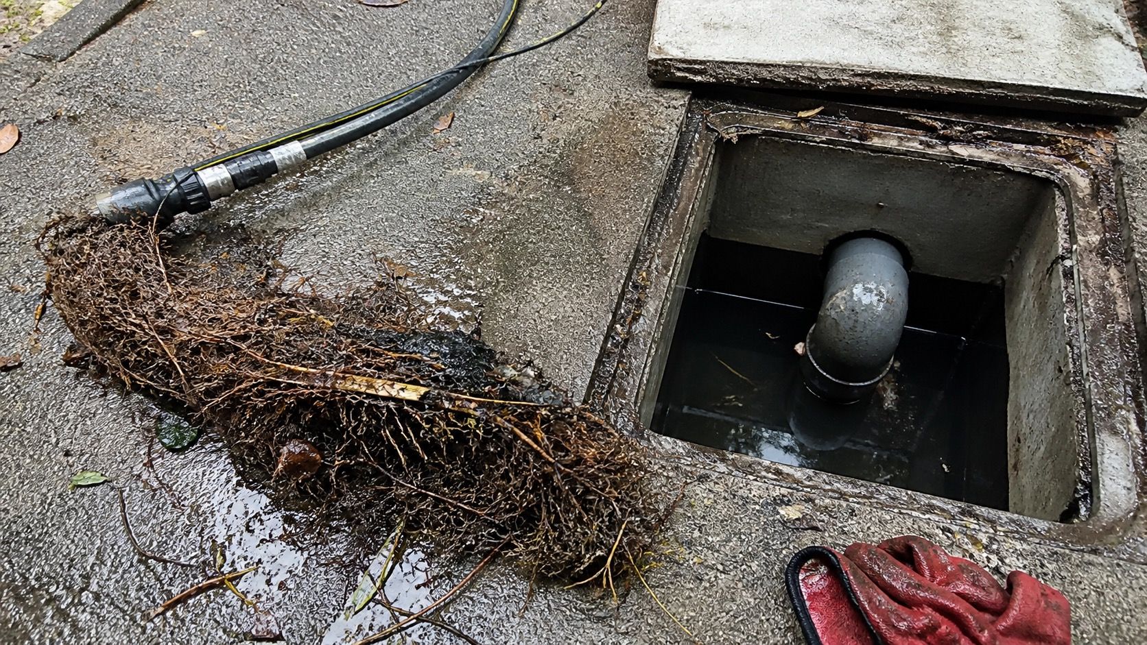 Racines extraites d'une canalisation, posées au sol à côté du regard rouvert